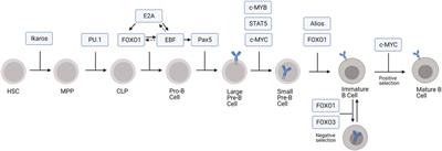 Regulatory Non-Coding RNAs Modulate Transcriptional Activation During B Cell Development